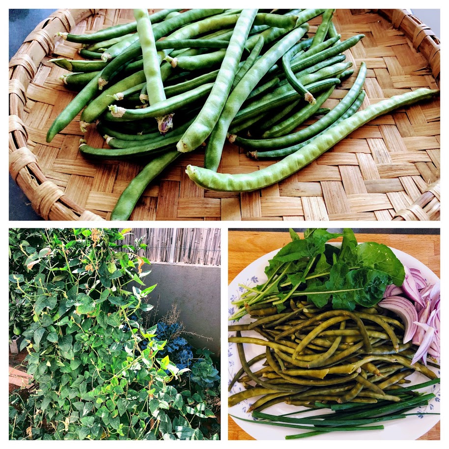 Black eyed peas plants and pods